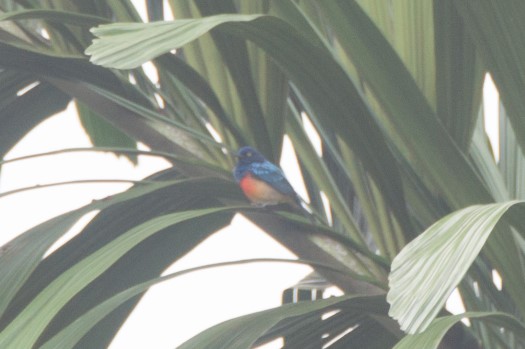 Scarlet-breasted Dacnis at Rio Silanche